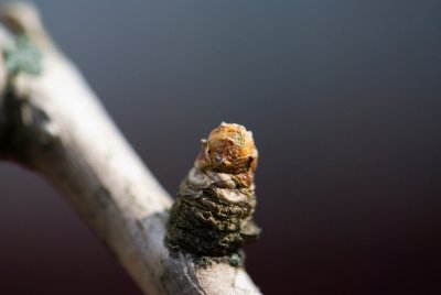 Ginkgo biloba 'Mariken' - jinan dvoulaločný - pupen